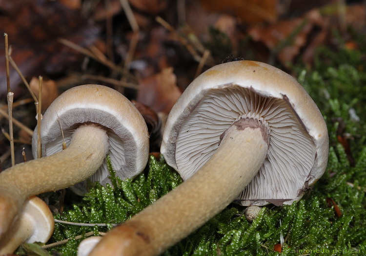 Hypholoma capnoides